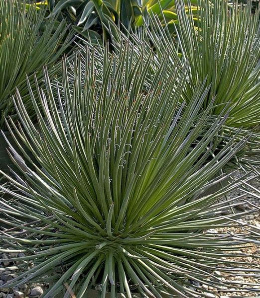 Agave geminiflora